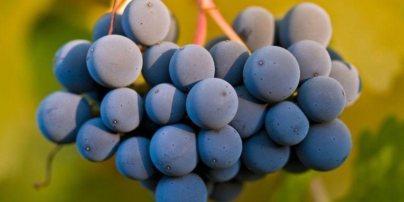 El Rey de las Tintas: para amantes del Cabernet Sauvignon