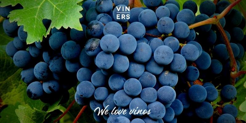 Hablemos de Bonarda, segunda variedad más plantada en el país