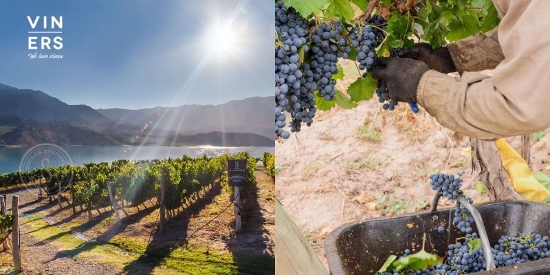 Staphyle: La única bodega produciendo en la IG Potrerillos