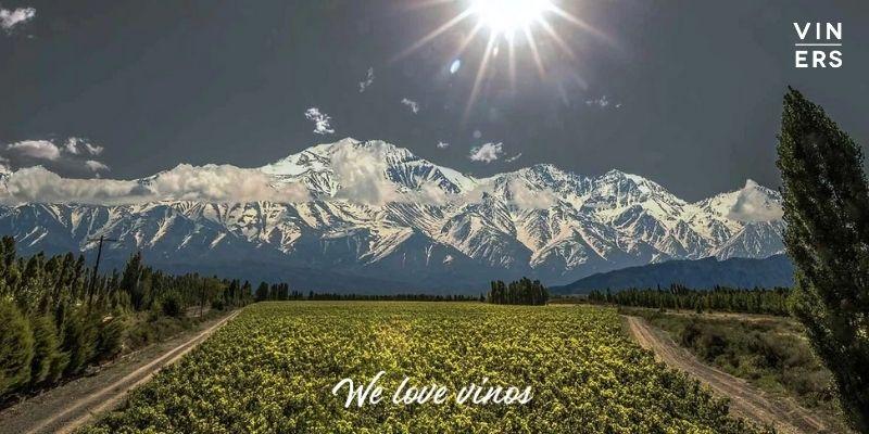 Un descubrimiento sobre el vino argentino fue reconocido por un prestigioso medio científico